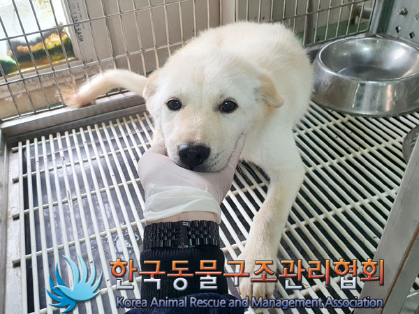 한국동물구조관리협회_441414202300478